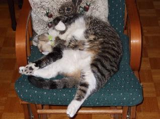 sleeping cat